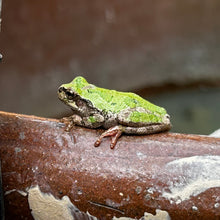 Load image into Gallery viewer, Shigaraki Frog Bowl